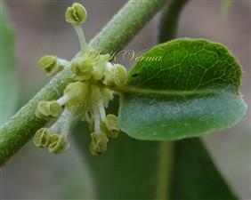  Axillary cluster of Male flowers